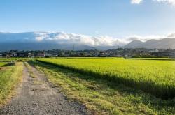 299 Hektare Lahan Negara di Subang Disewakan Pejabat Kementan, Hanya 1 Hektare Dikelola