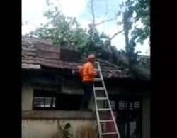 Pohon Tumbang Timpa SD Negeri Tegal Cabe Cilegon, 2 Ruang Kelas Rusak Parah