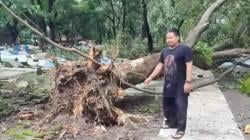 Puting Beliung Terjang Majalengka, Pohon Tumbang hingga Atap Rumah Rusak<