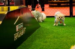 Ragam Aktivitas Seru Hewan Peliharaan pada Ajang IIPE 2025