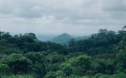 Kemenhut Mau Bangun Pasar Karbon Terkoordinasi di RI, Begini Caranya