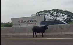 Heboh 2 Sapi Ngamuk dan Berlarian di Tol Cikampek Km 58, Ini Kronologinya 