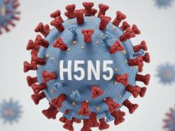 Virus H5N5 Menginfeksi Manusia untuk Pertama Kalinya, OTW Pandemi Baru?