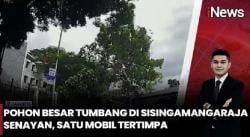 Detik-Detik Pohon Raksasa Tumbang di Jalan Sisingamangaraja, Mobil Tertimpa