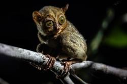 Babel Punya Modal Lengkap untuk Jadi Destinasi Kelas Dunia, Ini Strateginya<