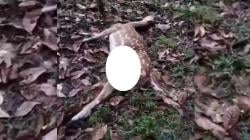 Susi Pudjiastuti Sedih, 4 Rusa Kesayangannya Mati Mengenaskan Diserang Ajing Liar<