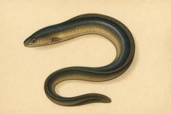 Peneliti BRIN Ungkap Ikan Sidat Lebih Bergizi Ketimbang Salmon, Ini Faktanya!