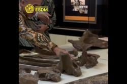 Wow! Fosil Gajah Purba Berusia 800.000 Tahun Ditemukan di Nganjuk<