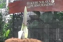 Fenomena Langka! Bunga Bangkai Mekar di Kebun Raya Purwodadi Pasuruan<