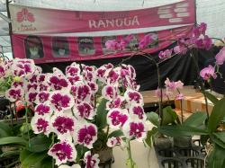 Dari Supir Anggrek Menjadi Sultan Ragunan: Kisah Sukses Rangga Berkat KUR BRI