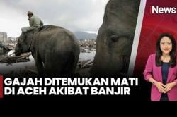 Gajah Sumatera Ditemukan Mati di Antara Tumpukan Kayu usai Banjir Bandang di Pidie Jaya 
