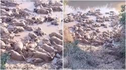 Viral Puluhan Kambing Ternak Mati gegara Banjir Aceh, Netizen: Manusia Dzolim Banget!