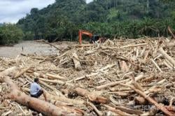 Bareskrim Selidiki Dugaan Illegal Logging Penyebab Banyaknya Kayu Terbawa Banjir di Sumatera<