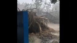 Pohon Besar Tumbang Diterjang Puting Beliung Timpa Gedung SD di Sampang<