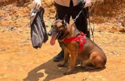 Viral Anjing K9 Gugur saat Cari Korban Banjir di Agam, Netizen: Terima Kasih atas Jasamu