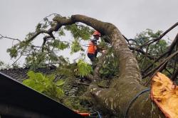 Cuaca Ekstrem Landa di Lumajang, 1 Orang Tewas Tertimpa Pohon Tumbang<