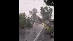 Mencekam! Puting Beliung Terjang Bondowoso Terekam Kamera Warga, Rumah Rusak Pohon Tumbang<