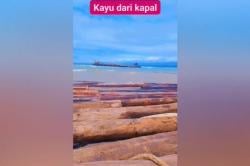 Viral Ribuan Kayu Besar Berdiameter 2 Meter Lebih Terdampar di Lampung, Dibawa dari Sumbar<