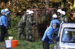 Rekor! 230 Orang Diserang Beruang di Jepang, 13 di Antaranya Tewas