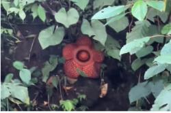 Viral Penampakan Rafflesia Mekar saat Anggota TNI Cari Korban Banjir Padang Panjang<
