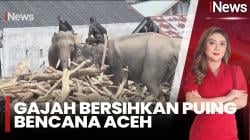 Empat Gajah Dikerahkan Buka Jalan Cari Korban Banjir Bandang Aceh