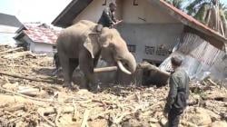 4 Gajah Dikerahkan Evakuasi Meterial Banjir dan Longsor di Pidie Jaya<