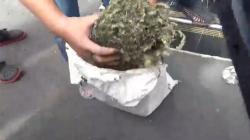 Geledah Kediaman Sindikat Curanmor di Bengkulu, Polisi Temukan Sekarung Ganja<