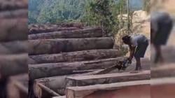 Viral Video Pembalakan Hutan di Pesisir Barat Lampung, 4 Orang Ditangkap<