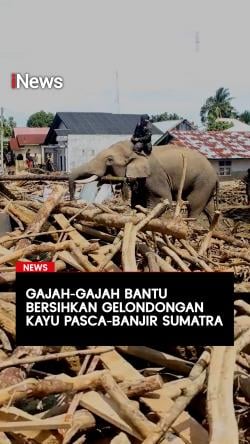 Gajah-Gajah Bantu Bersihkan Gelondongan Kayu Paska Banjir Sumatra