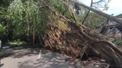 Pohon Beringin Besar Tumbang di Malang Timpa Warung dan 2 Motor Ojol<