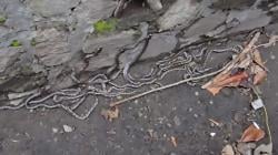 Sukabumi Geger! Puluhan Anak Ular Ditemukan di Saluran Air<