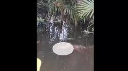 Detik-Detik Bocah di Halmahera Hilang Dibawa Buaya Terekam Kamera, Warga Histeris<