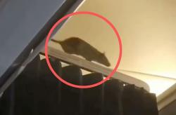  Ada-Ada Saja! Tikus Nongol di Pesawat Bikin Heboh Penumpang