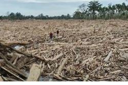 Desa di Aceh Utara Tertimbun Ribuan Ton Kayu Gelondongan usai Banjir Bandang
