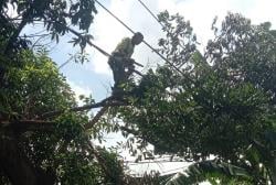 Pohon Beringin Tumbang di Kramat Jati Jaktim, Timpa Bus 