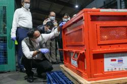 Kemenhut Pulangkan 4 Orang Utan dari Thailand, Korban Perdagangan Ilegal