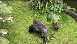 Atraksi Pemberian Makan Gorila jadi Daya Tarik Ragunan saat Libur Natal