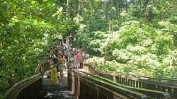 Libur Nataru, Monkey Forest Bali Ramai Dikunjungi Wisatawan Domestik hingga Mancanegara<