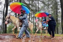 Wisata Berkuda Jadi Daya Tarik Pengunjung Hutan Pinus Malino