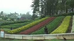 Taman Bunga Lereng Gunung Slamet, Wisata Murah Pesona Alam Berkabut<