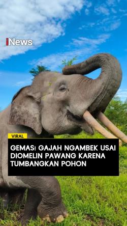 Gemas! Gajah Ngambek Usai Diomelin Pawang karena Tumbangkan Pohon