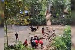 Jembatan Gantung di Mamuju Ambruk saat Diperbaiki, 11 Warga Terluka Jatuh ke Sungai<