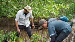 Langkah Hijau IMIP Tanam Mangrove, Jaga Keberlanjutan Lingkungan