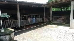 Heboh karena Berdekatan dengan Kandang Babi, Dapur MBG di Sragen Akan Dipindah