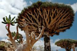 Saudi Gempur Yaman, 3 WNI Terjebak di Pulau Dajjal Socotra