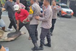 Ricuh! Massa Demo Bawa Babi ke Polresta Sorong Berujung Nyaris Bentrok dengan Polisi<