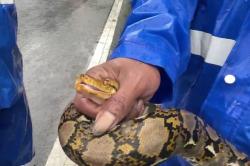 Kaget! Ular Sanca 2 Meter Muncul di Tengah Banjir Cilandak Jaksel