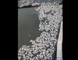 Geger! Ribuan Ikan di Danau Grati Pasuruan Mati Mendadak, Ini Penyebabnya