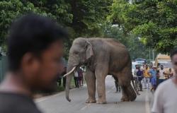 Ngeri! Gajah Ngamuk Bunuh 20 Orang di India