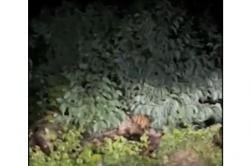 Geger! 3 Harimau Sumatra Berkeliaran di Pelalawan, Warga Diminta Waspada<